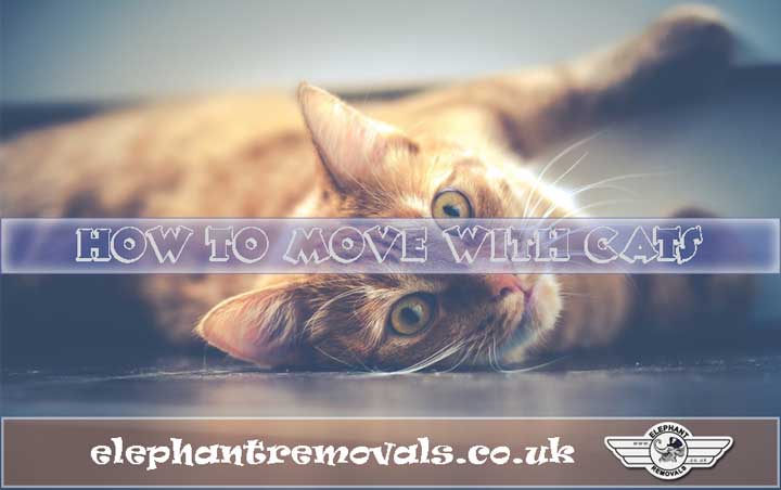 how-to-move-with-cats